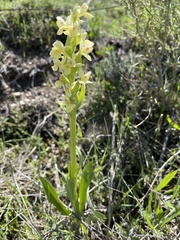 Dactylorhiza insularis