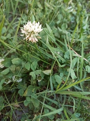 Trifolium repens
