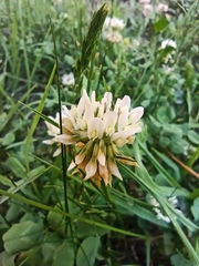 Trifolium repens