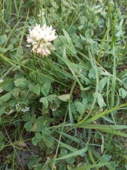 Trifolium repens