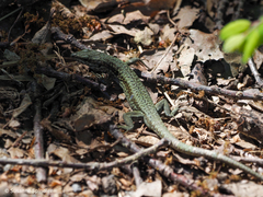 Podarcis muralis