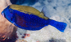 Bluetail Trunkfish photo 3