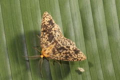Hylaea pardiria