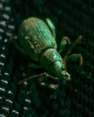 Phyllobius argentatus