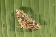 Hylaea pardiria