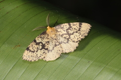 Hylaea pardiria