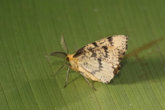 Hylaea pardiria