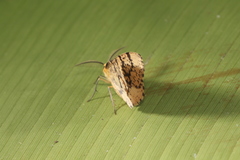Hylaea pardiria