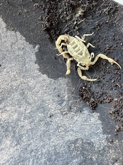Centruroides vittatus