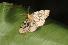 Hylaea pardiria