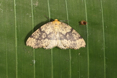 Hylaea pardiria