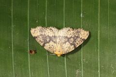 Hylaea pardiria