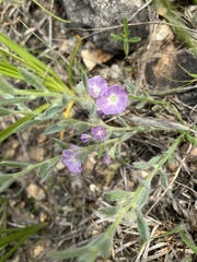 Evolvulus nuttallianus