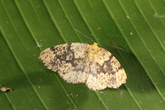 Hylaea pardiria