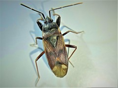 Eremocoris fenestratus