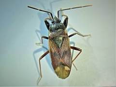 Eremocoris fenestratus