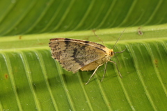 Hylaea pardiria