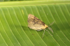 Hylaea pardiria