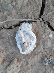 Chlamydotis macqueenii