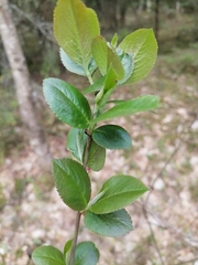 Aronia mitschurinii