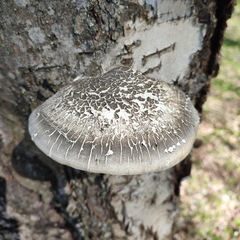 Fomitopsis betulina