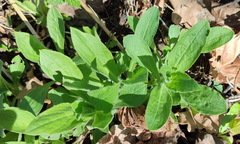 Silene latifolia alba