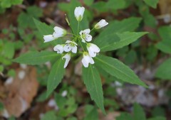 Cardamine waldsteinii