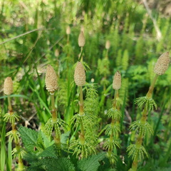 Equisetum sylvaticum