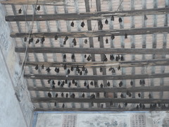 Hipposideros armiger