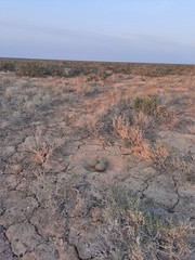 Chlamydotis macqueenii