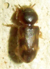 Heteroceridae