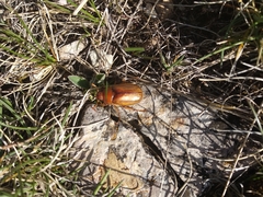 Rhizotrogus aestivus