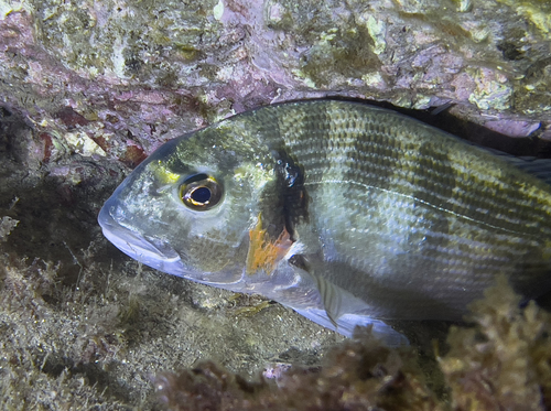 Gilthead Seabream