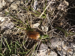 Rhizotrogus aestivus