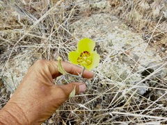 Calochortus concolor