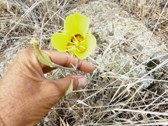 Calochortus concolor