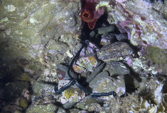 Serpula vermicularis