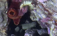 Serpula vermicularis