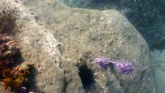 Pyura spinifera