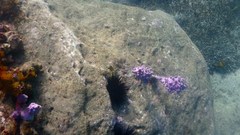 Pyura spinifera