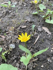 Ficaria verna