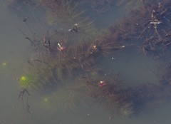 Utricularia stellaris