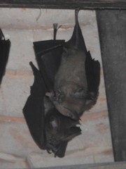 Hipposideros armiger