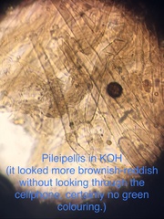 Leucoagaricus croceovelutinus