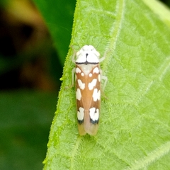 Pseudometopia amblardii