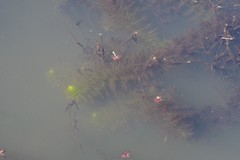 Utricularia stellaris