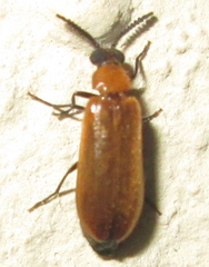 Physciolagria singularicornis