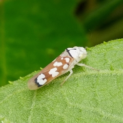 Pseudometopia amblardii