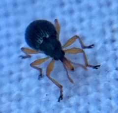 Pseudapion rufirostre