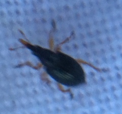 Pseudapion rufirostre